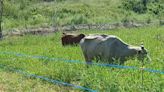 Implementan cercas eléctricas móviles para manejo del ganado en Manabí