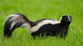 Rabies detected in skunk sparks health warning