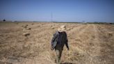 Climate change imperils drought-stricken Morocco’s cereal farmers and its food supply