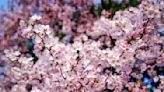 Japan gifts 250 new cherry trees to D.C., replacing those to be removed for repairs