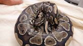 Hawaii sounds alarm after python is discovered at Oahu home