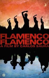 Flamenco, Flamenco