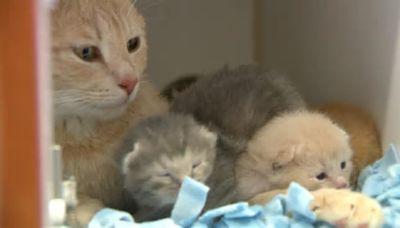 Minnesota shelters ask for help after taking in hundreds of cats from hoarders around the state