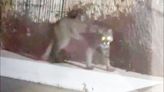 Impactante video: un puma invadió un barrio privado y aterrorizó a los vecinos
