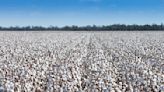 U.S. Cotton Trust Protocol Boosts Crop Coverage By 2.1 Million Acres