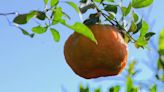 Produção de tangerina cai, mas tamanho e qualidade dos frutos aumentam no ES