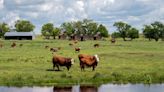 Building resiliency for Alberta beef farms