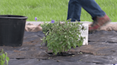 Lamar City Park blossoms with help from Girl Scout volunteers