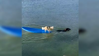 Un perro se viste de héroe y salva a otro varado en una tabla de surf