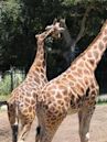 Gemina (giraffe)