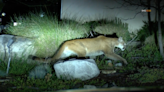 Prowling mountain lion spotted in Southern California neighborhood