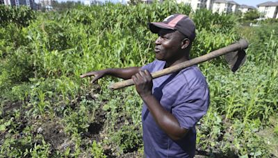 Farmers in Africa say their soil is dying and chemical fertilizers are in part to blame