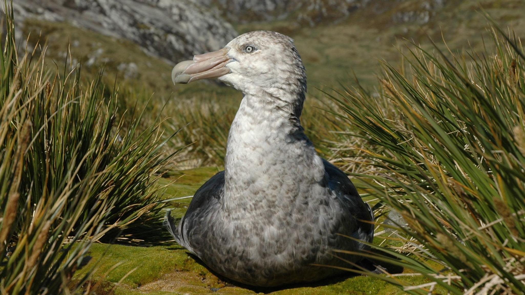 Sea ice melt impacts birds' feeding trips - study