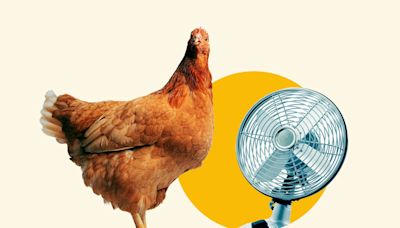 Is Extreme Heat Helping to Spread Bird Flu?