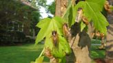 Can dogs eat cicadas? What to know about your furry friends ahead of the historic emergence