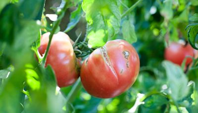 Stop tomatoes splitting with gardener’s 1 essential tip - makes them tastier too