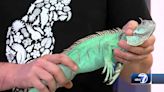 Creature Feature: North Fort Myers Shell Factory shows off a green iguana