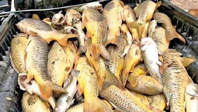 Denuncian mortandad de peces en el río Yaqui por contaminación