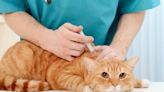Penicillin for Cats: Uses, Dosage, & Side Effects
