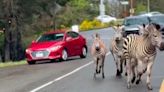 Zebra crossing: Runaway animals cause chaos on highway