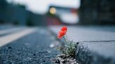 The amazing flowers growing in pavement cracks and why you shouldn’t pass them by