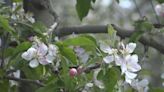 West Michigan orchards fighting below-freezing temps to protect crops