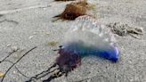 Two jellyfish-like creatures washed ashore in Sunset Beach this week. Here's what to know.