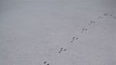 Keep an eye on the tracks: What winter footprints tell us about Southern Tier wildlife