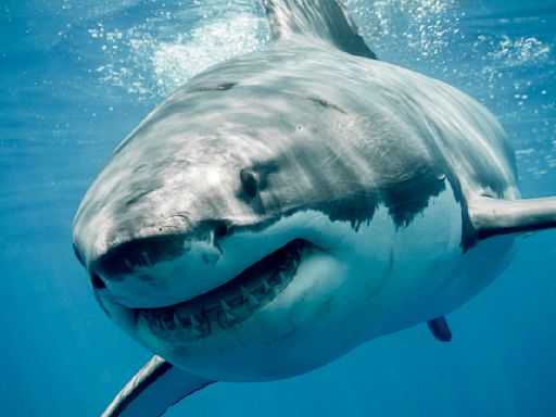 It's Shark Week — Here Are 17 Shark Facts That Are Really, Really Cool