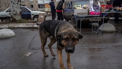 Turquía analiza el sacrificio de 4 millones de perros callejeros en caso de no encontrarles dueño