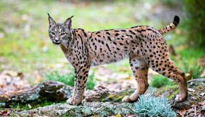 Scientists are using ancient DNA to reveal the Iberian lynx’s ‘weapon’ against extinction