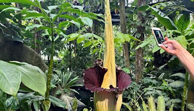 Qué se sabe sobre la “flor cadáver” que llega a pesar 75 kilos y medir 3 metros