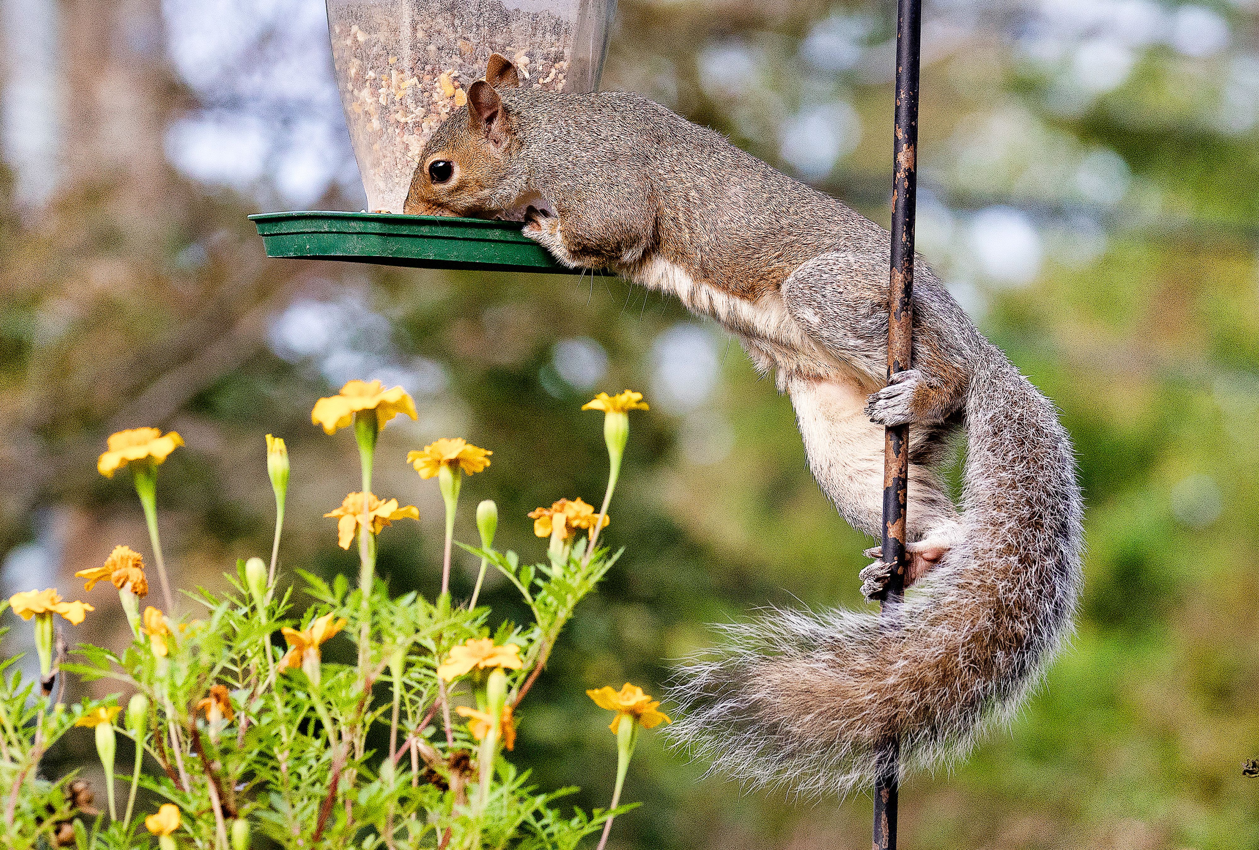 Keep Pesky Squirrels Out of Bird Feeders with These 8 Expert Tips