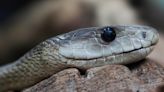 Serpiente mordió a inquilino en apartamento de Nueva York: alerta por 4to caso este mes - El Diario NY