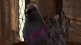 Level 9 pigeon proves Baldur’s Gate 3 thinks of everything - Dexerto