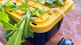 What is hydroponic gardening and how to make a hydroponic system | CNN