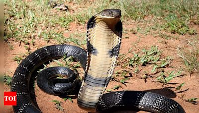 King cobra: Longest venomous snake’s characteristics, habitats and more | - Times of India