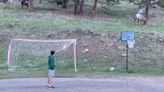 Wild Elk Delights 2 Young Boys by Joining Them for a Game of Backyard Soccer — Watch!