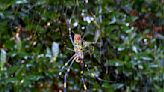 Advierten sobre presencia de una araña "voladora" en Nueva York y Nueva Jersey