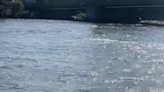 Watch: the terrifying moment a shark is spotted in the River Thames in London