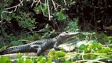 Social media’s infamous emotional support alligator, Wally, has been taken and released into the wild