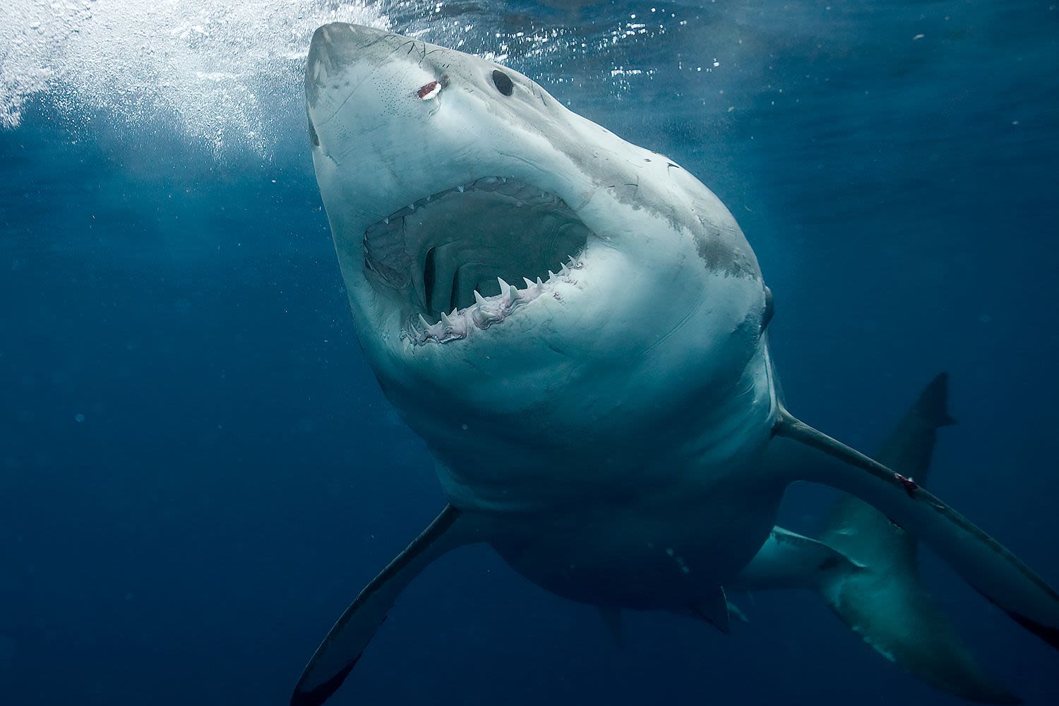 Get Ready for Sharkfest 2024! The Summer TV Event Promises a Month of Shark Excitement