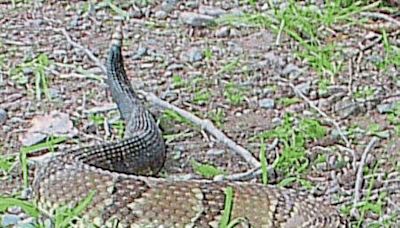 Dry, hot weather brings timber rattlesnakes out in Westmoreland