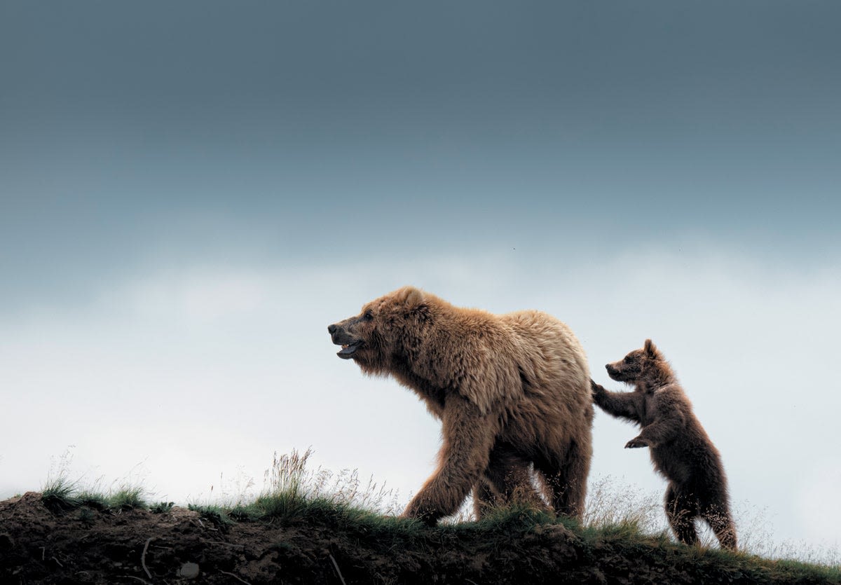 Grizzlies Are Coming Back to Washington State, and Some People Can’t Bear It