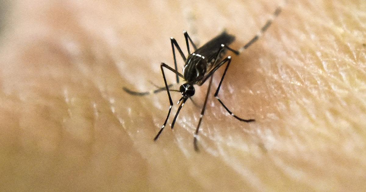 Dengue fever alert issued in Florida Keys after confirmed cases