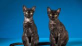 5 Egyptian Cat Breeds