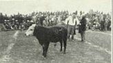 Caprock Chronicles: The bull that became BBQ: The true story of Texas Tech’s first mascot