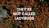 Let's set the record straight on 'ladybugs'