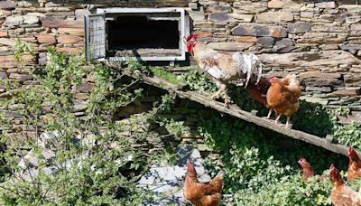 La curiosa razón relacionada con Julio César por la que el gallo es el símbolo de Francia