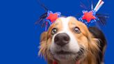 How To Keep Your Dog Calm During Fourth Of July Fireworks, According To Veterinarians